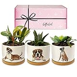 GIFTAGIRL Boxer Dog Gifts for Women - Perfect for Birthday or Christmas, Our Boxer Dog Succulent...