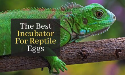 The Best Incubator For Reptile Eggs
