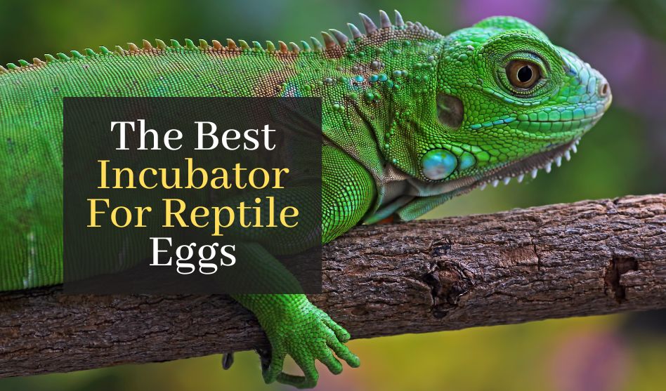 The Best Incubator For Reptile Eggs