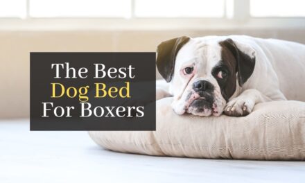The Best Dog Bed For Boxers. Top 5 Best Dog Beds In The World