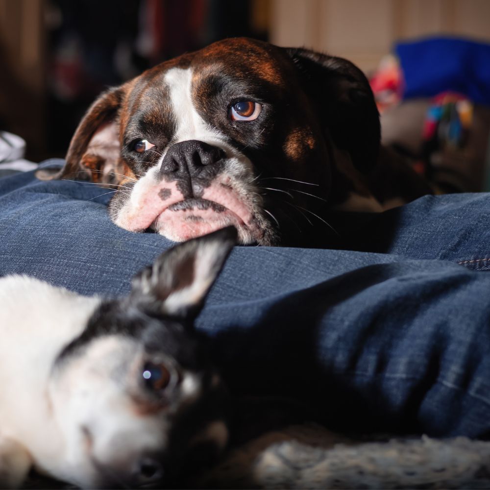 The Best Dog Bed For Boxers(1) The Best Dog Bed For Boxers(1)