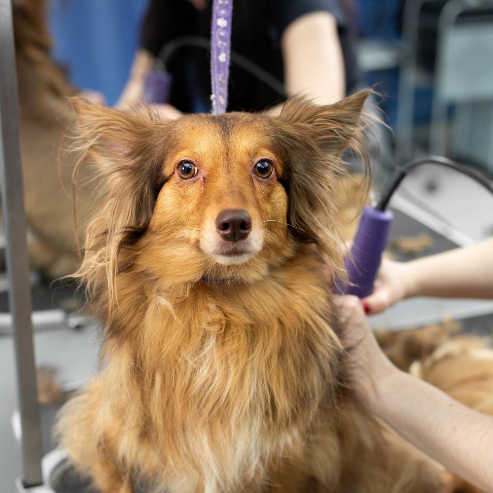 top Razor Comb For Dogs top Razor Comb For Dogs