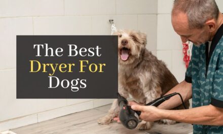 The Best Dryer For Dogs. Top 5 Best Rated Silent Blow Dryers For Dogs