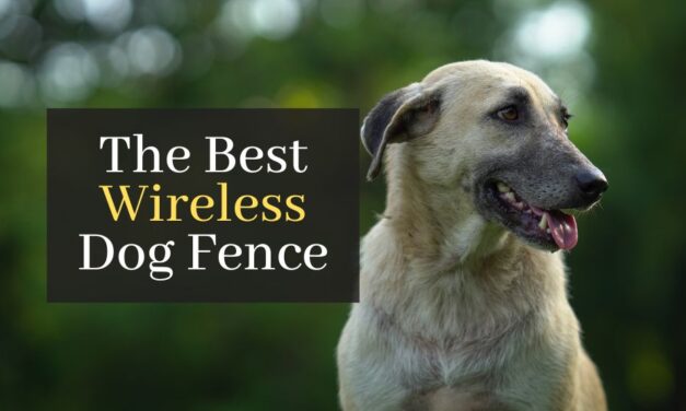 The Best Wireless Dog Fence. Top 5 Best Rated Wireless Fences For Single Or Multiple Dogs