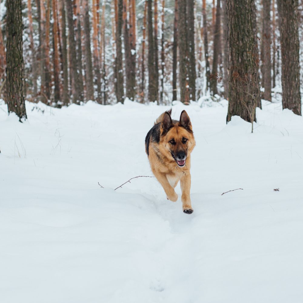 The Best Wireless Dog Fence The Best Wireless Dog Fence