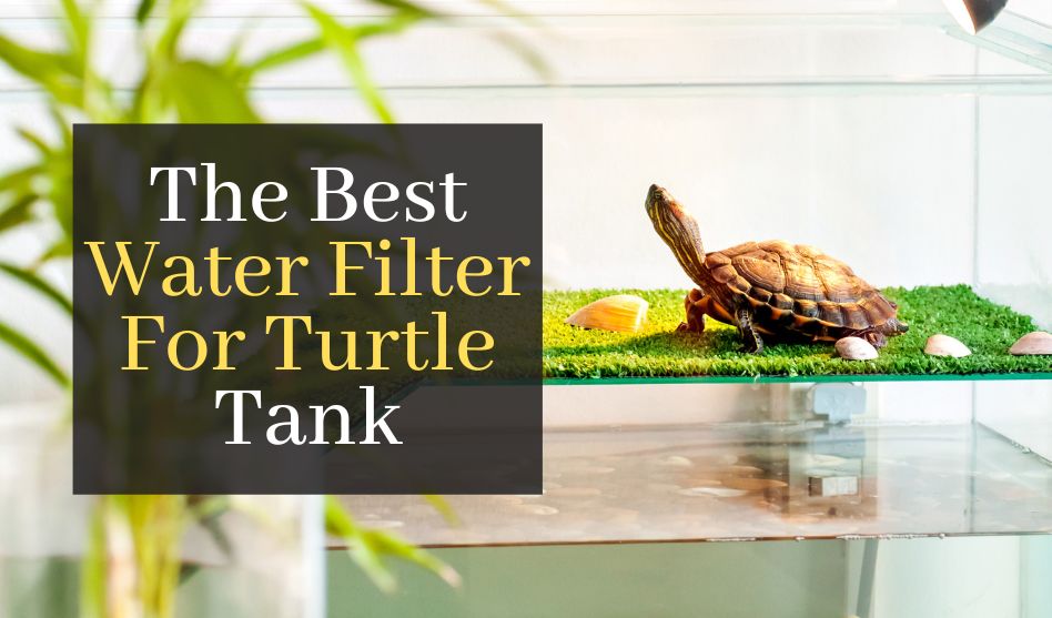 The Best Water Filter For Turtle Tank. Top 5 Water Filters To Make Keep Your Turtle Healthy