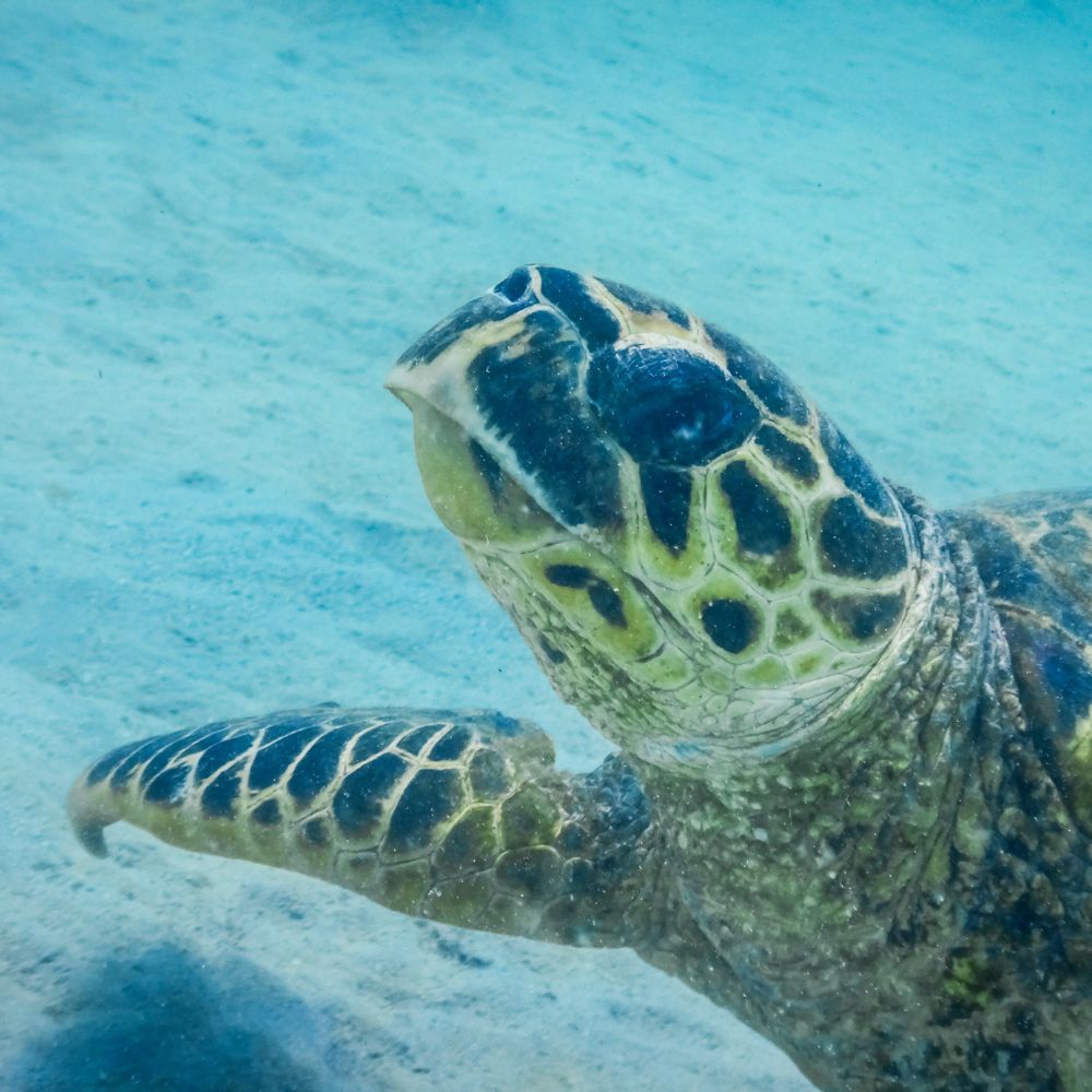 turtle tank filter