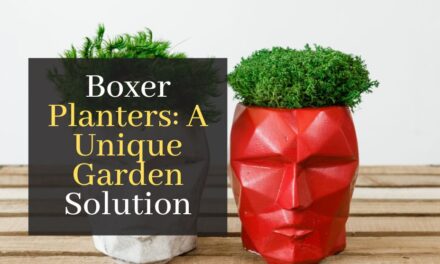 Boxer Planters: A Unique Garden Solution